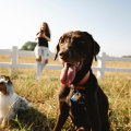 The Ultimate Guide to Bringing Your Pets to Festivals in Fulton County, GA