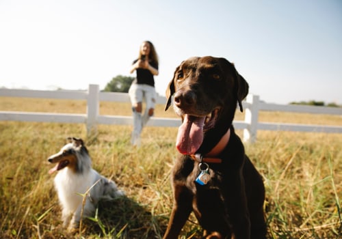 The Ultimate Guide to Bringing Your Pets to Festivals in Fulton County, GA